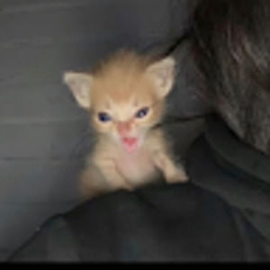 Meet your Posher, Moses